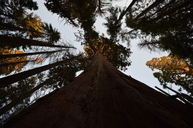 De sequoias torenen hoog de lucht in in Mariposa Grove