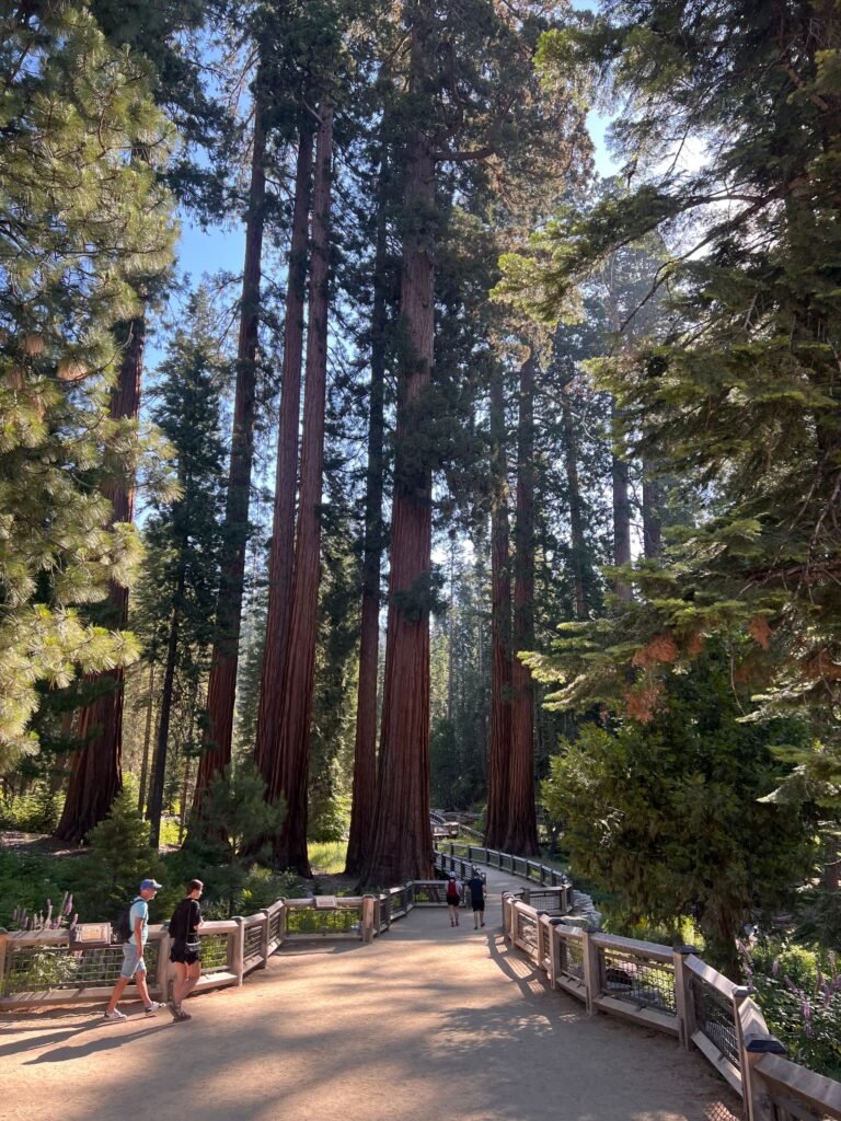 Wandelaars tussen reuzensequoia's in Mariposa Grove Yosemite National Park. 