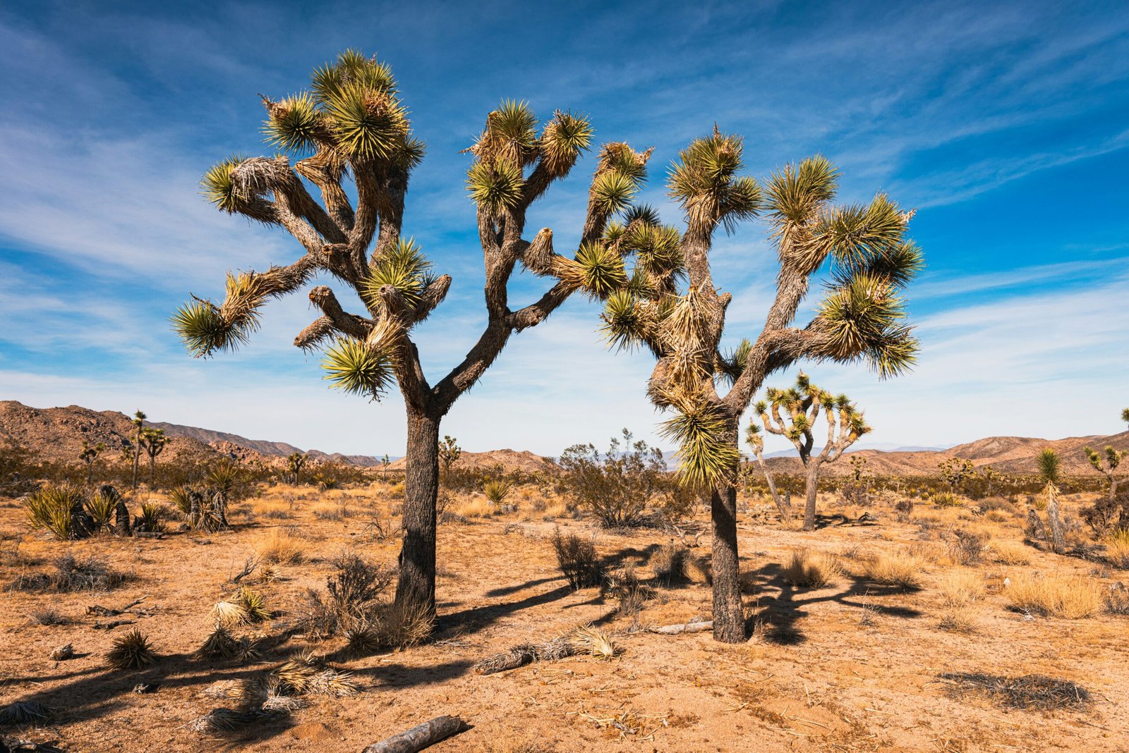 Joshua Tree National Park