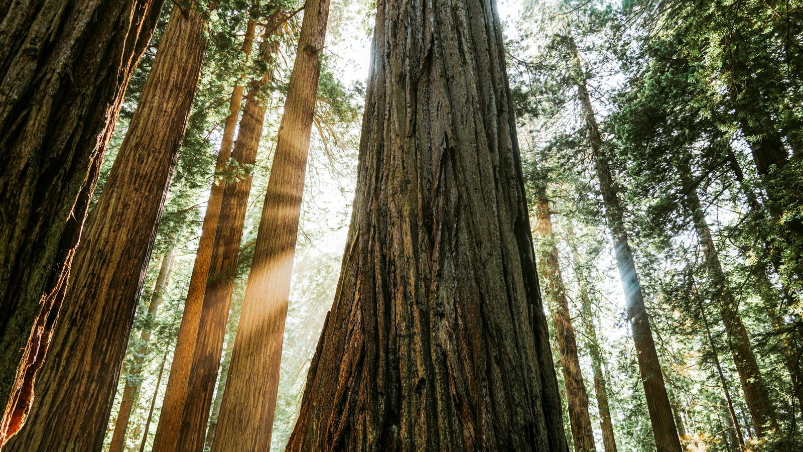 Redwood National Park