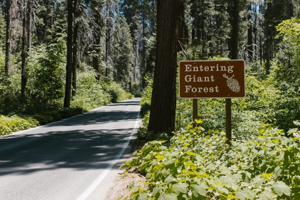 Giant Forest met enorme reuzensequoia's en bospaadjes in Sequoia National Park.