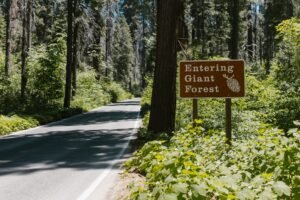 Giant Forest met enorme reuzensequoia's en bospaadjes in Sequoia National Park.