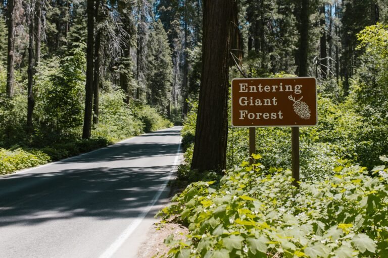 Giant Forest met enorme reuzensequoia's en bospaadjes in Sequoia National Park.