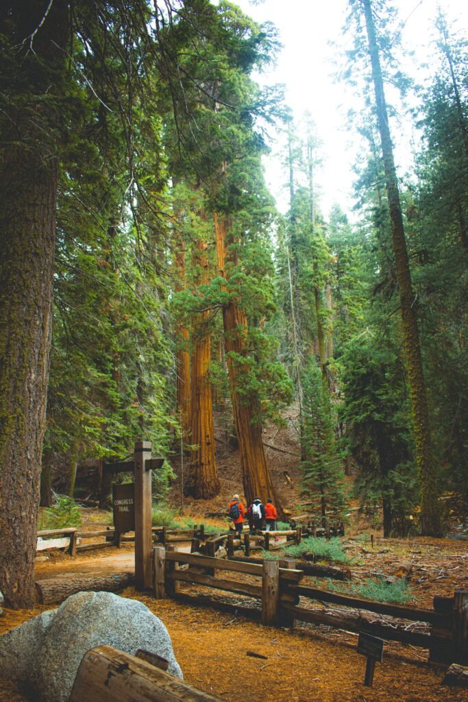 Wandelpad van de Congress Trail tussen enorme reuzensequoia's in Giant Forest van Sequoia National Park.