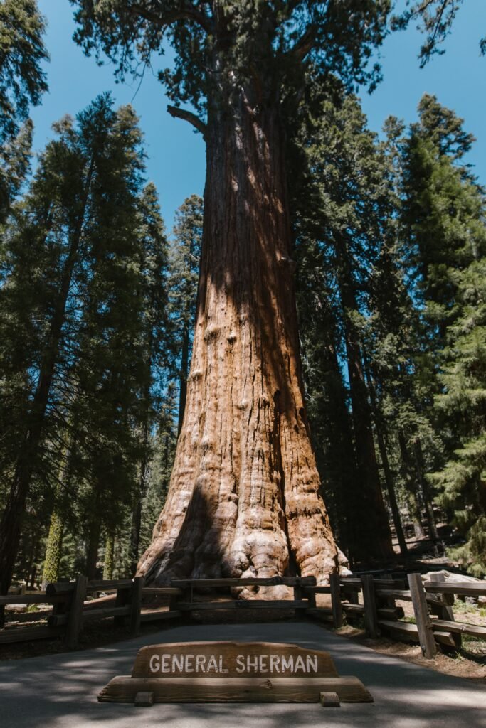 General Sherman Tree, de grootste boom ter wereld, torent hoog boven bezoekers uit in Sequoia. 